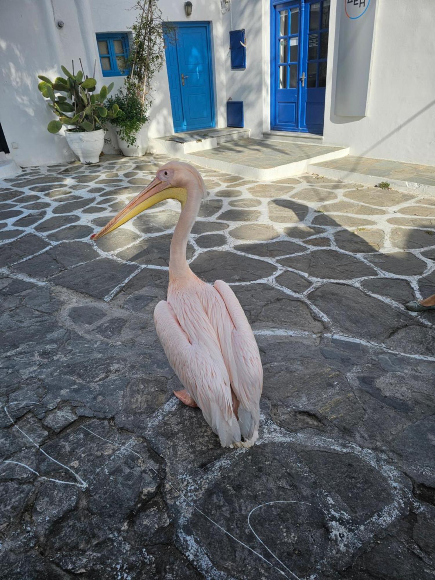 Mykonos TownLalaland公寓 外观 照片